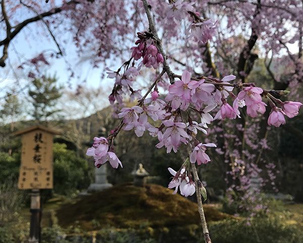 pink flowers in Japan